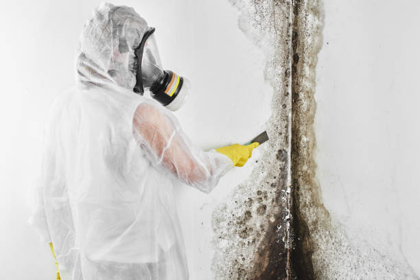 Best Mold Odor Removal Services  in Seaman, OH